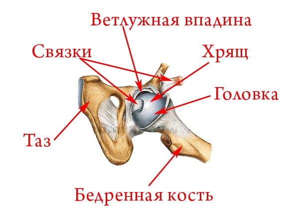 Как болит тазобедренный сустав симптомы 