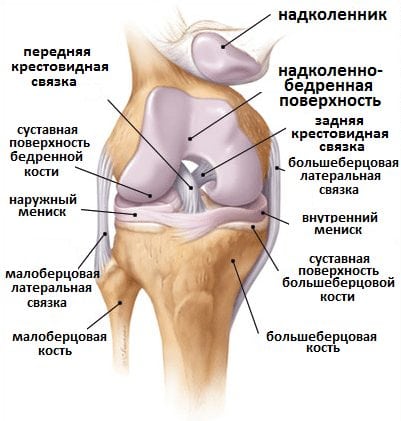 Какие упражнения нужно делать для укрепления коленных суставов и связок? 