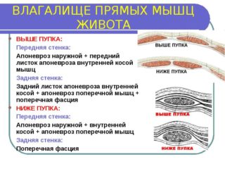 Как устроен апоневроз передней брюшной стенки 