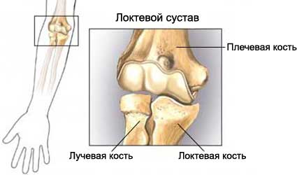 Как устроен локтевой сустав, его мышцы и связки? 