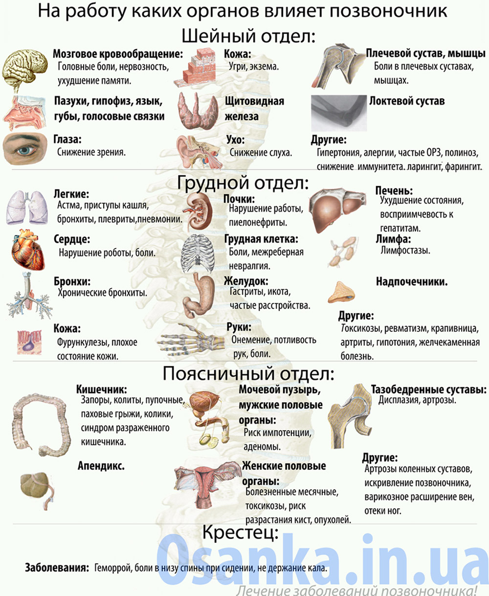 Как влияет остеохондроз на внутренние органы 