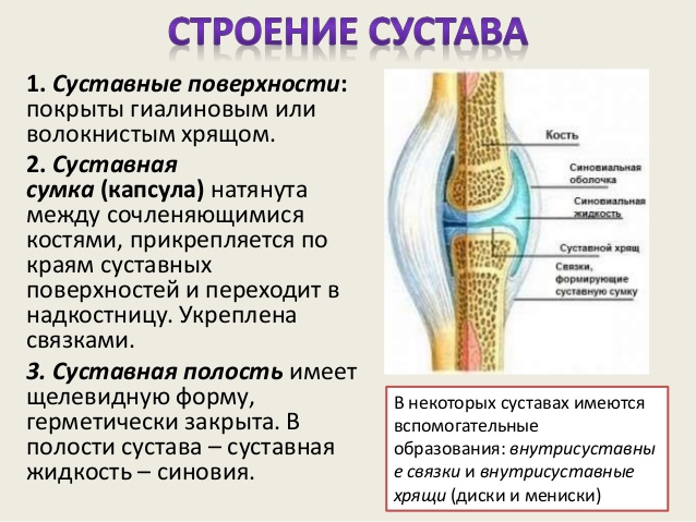 Капсула — оболочка сустава: ее строение и травмы 