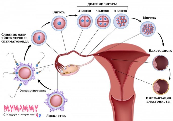 Когда и как происходит овуляция, симптомы и методы определения 