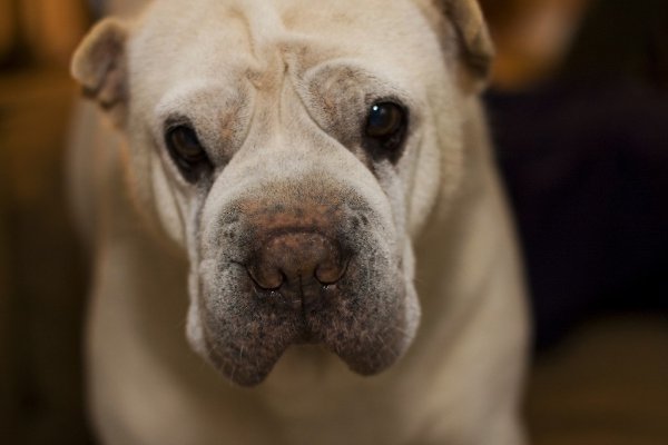 Лечение артрита у собак - холистический и традиционный методы 