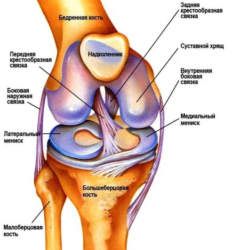 Лечение лигаментоза крестообразных связок коленного сустава: что это такое 
