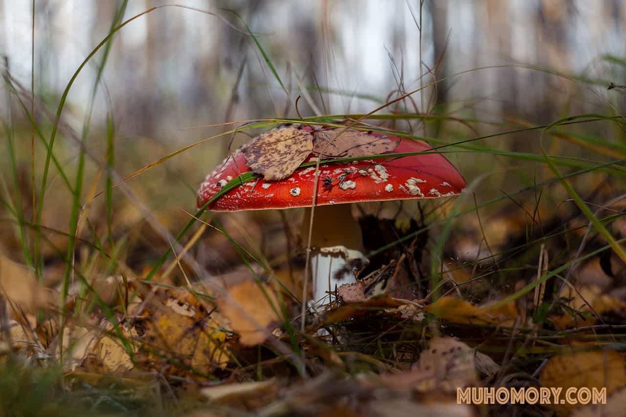 Лечение мухомором: полезные рецепты 