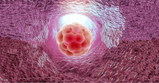 Когда происходит имплантация эмбриона? 