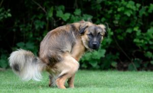 Понос у собаки – причины и лечение, с кровью 