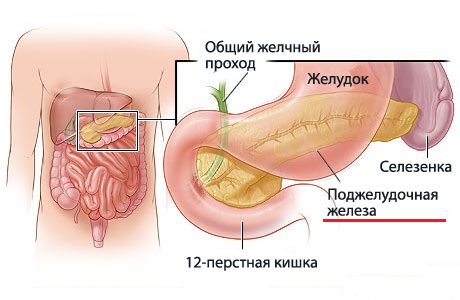 Причины увеличения поджелудочной железы 