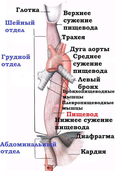 Современные схемы лечения сужения пищевода 