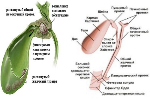 Список эффективных желчегонных препаратов при застое желчи 