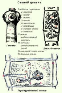 Стадии развития свиного цепня: схема жизненного цикла 