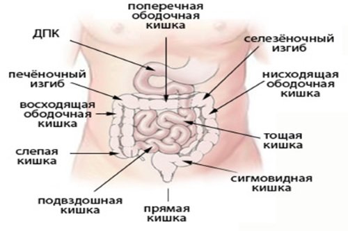 Тонкая кишка и ее отделы 