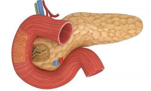 В двенадцатиперстную кишку открываются протоки поджелудочной железы 