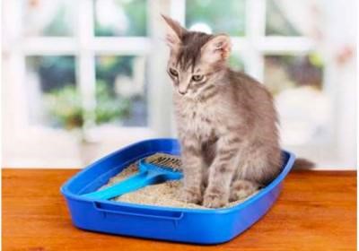 Как правильно применять вазелиновое масло при запорах у кошек 