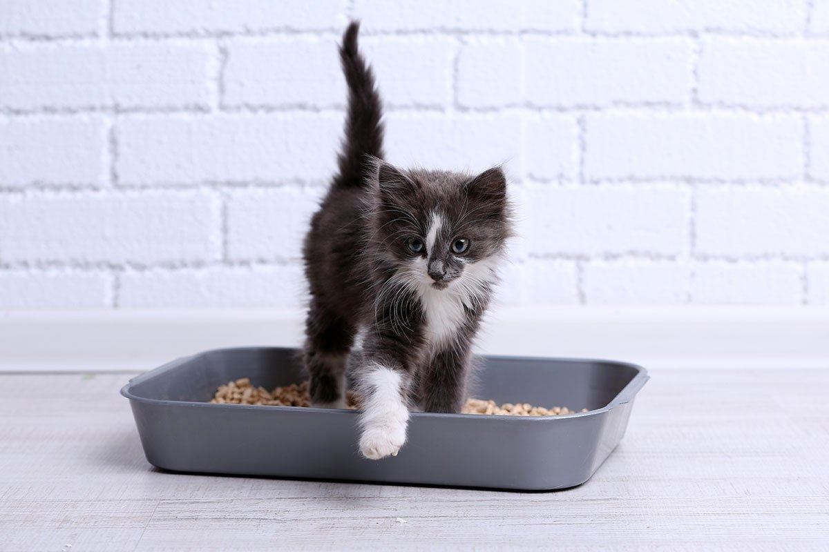 У кошки запор чем можно помочь в домашних условиях: как лечить и чем кормить, что дать от запора, поможет ли вазелиновое масло и дюфалак 