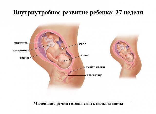 37 недель беременности: предвестники родов, болит поясница 