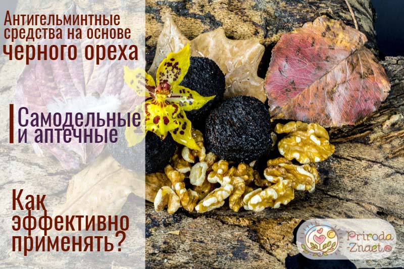 Черный орех - средство, которое поможет избавиться от паразитов 