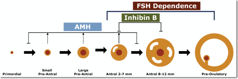 Методы обнаружения и нормализации Антимюллерова гормона 