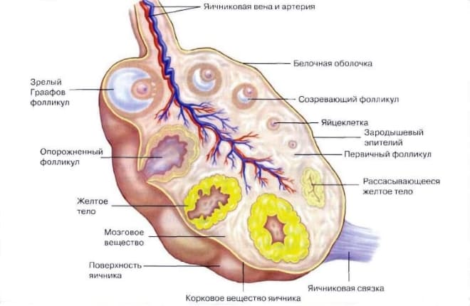 Может ли желтое тело остаться с прошлого цикла 