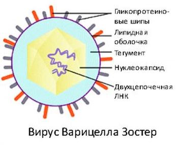 Можно ли беременным контактировать с больными ветрянкой? 