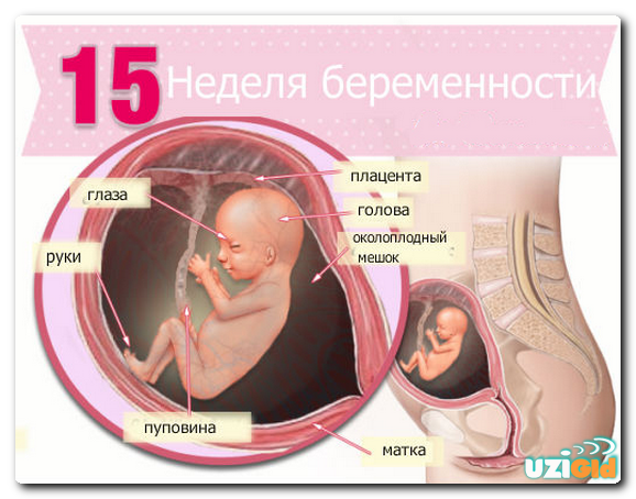 Можно ли определить на 15 неделе беременности пол ребенка? 