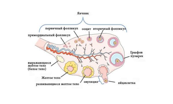 На какой день цикла происходит овуляция у женщин 