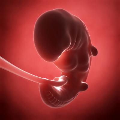 На каком сроке беременности и при каком ХГЧ видно эмбрион: достоверность исследования на первых неделях 
