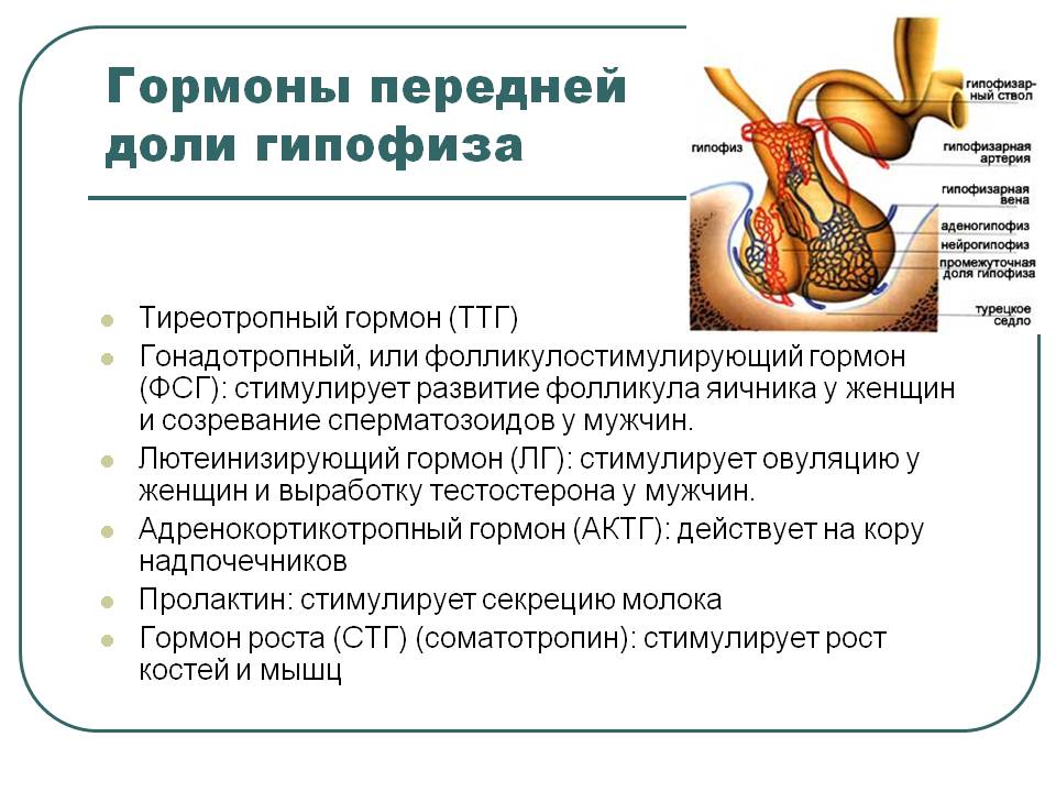 Нормы ТТГ при беременности, причины понижения или повышения гормона 