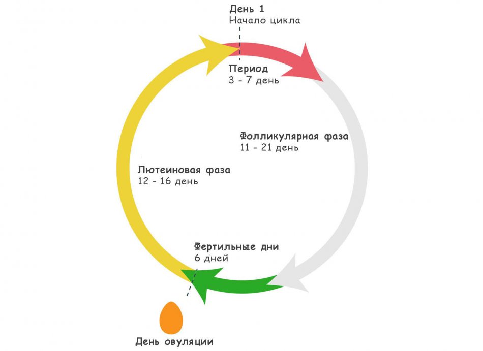 Определение и признаки овуляции 