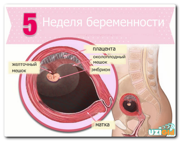 УЗИ на 5-й неделе во время беременности 