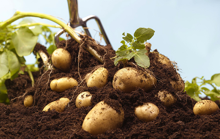 В чем польза и вред картофеля для здоровья человека 