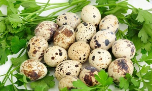 Всё о перепелиных яйцах: польза, вред, как нужно варить. 