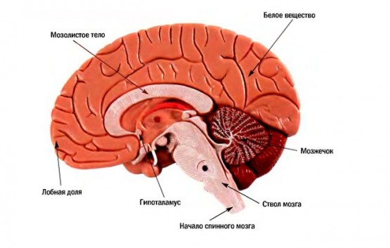 Инсульт мозжечка (мозжечковый инсульт): причины, симптомы, восстановление, прогноз 