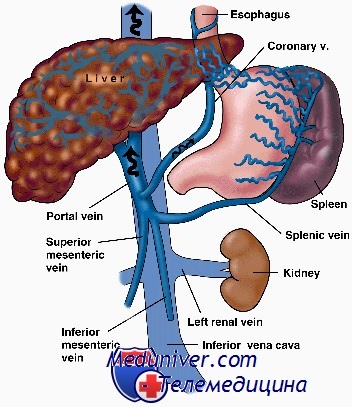 Определение давления в воротной вене 