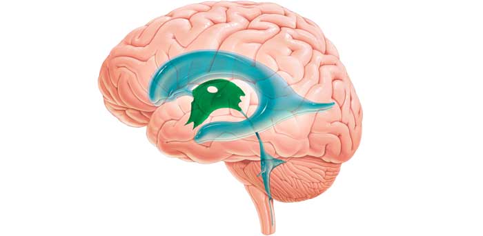 Увеличены боковые желудочки головного мозга у ребенка 