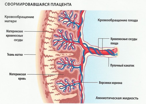 17-ОН-прогестерон и его влияние на беременность 