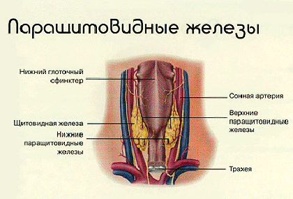 Что делать, если паратгормон повышен 