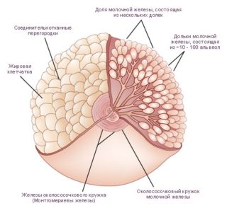 Дуктэктазия молочной железы - что это такое? 