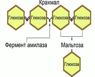 Ферменты и их роль в организме человека 