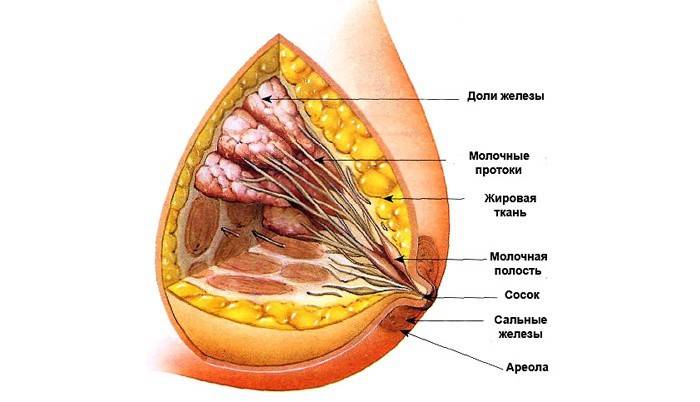 Фиброзно жировая инволюция молочных желез: симптомы и лечение 