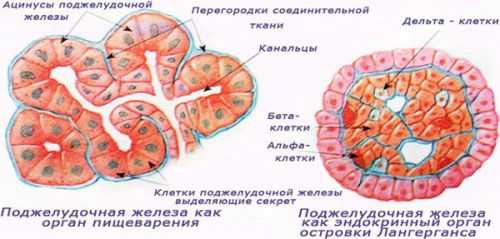 Фиброз (склероз) поджелудочной железы 
