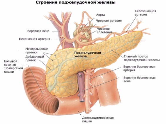 Гипо- и гиперфункция поджелудочной железы 