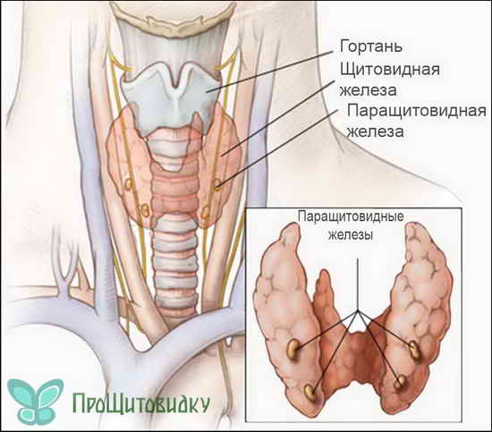 Гипопаратиреоз 