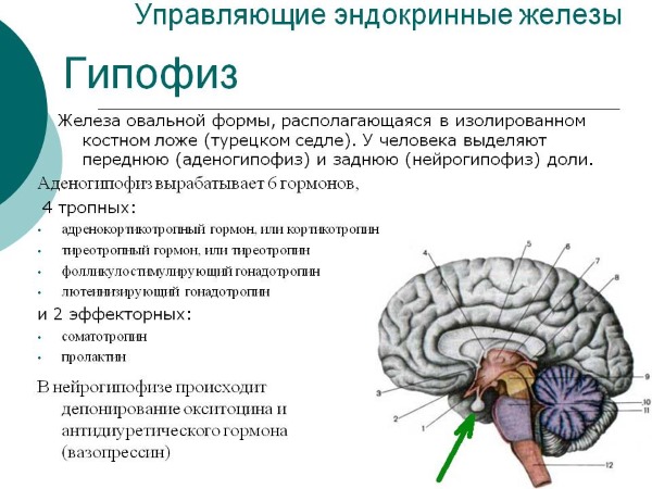 Гормон ЛГ: роль в женском организме, норма и отклонение 