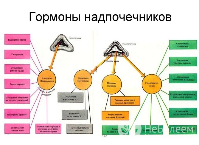 Какие гормоны выpaбатывают надпочечники и как они влияют на организм человека? 