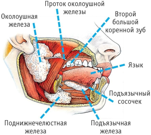 Как распознать воспаление слюнной железы — симптомы заболевания 