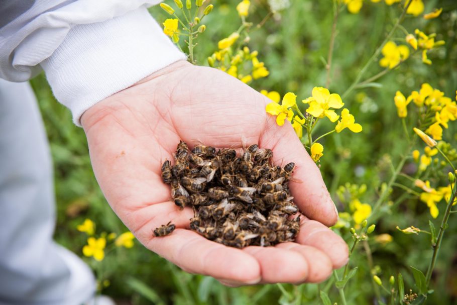 Лечение аденомы простаты и простатита пчелиным подмором 