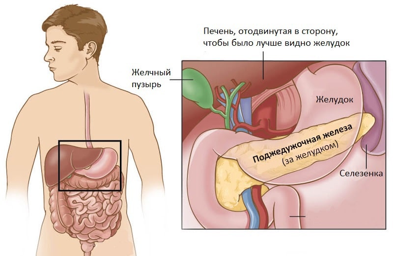 Лечим печень и поджелудочную в домашних условиях 