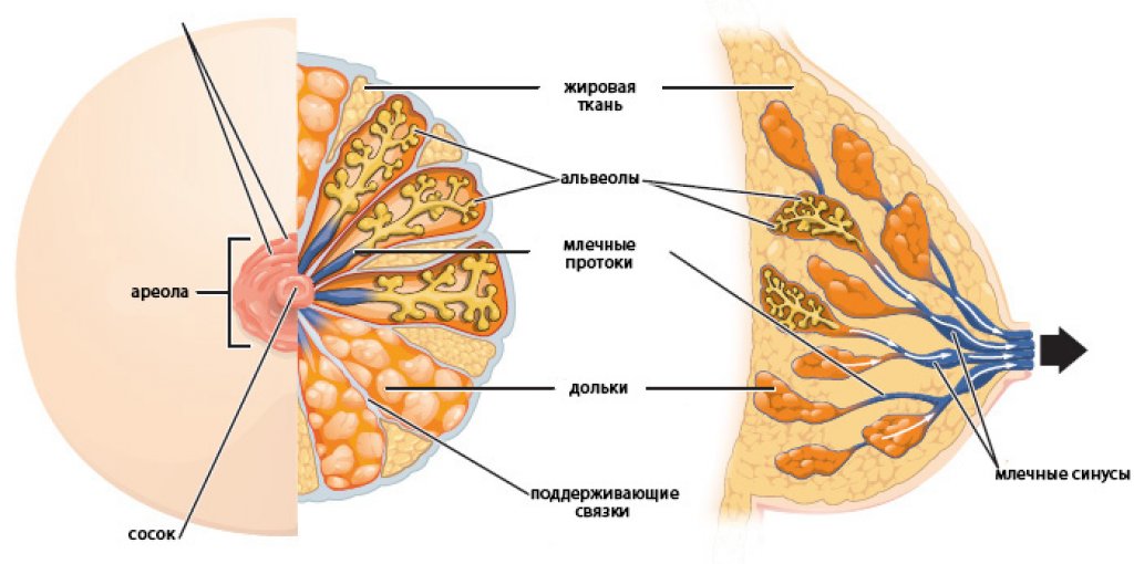 Молочная железа: анатомические особенности строения 